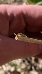 Draeculacephala antica