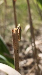 Draeculacephala antica