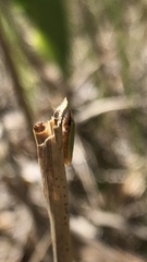 Draeculacephala antica