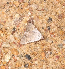 Barasa cymatistis