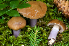 Cortinarius stillatitius