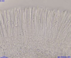 Pyrenopeziza petiolaris