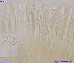 Pyrenopeziza petiolaris