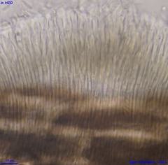 Pyrenopeziza petiolaris