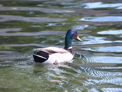 Anas platyrhynchos