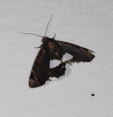 Catephia linteola