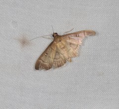 Pramadea lunalis