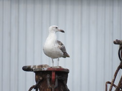 Larus dominicanus