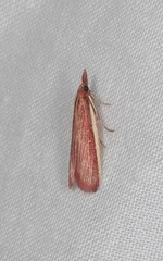 Emmalocera callirrhoda