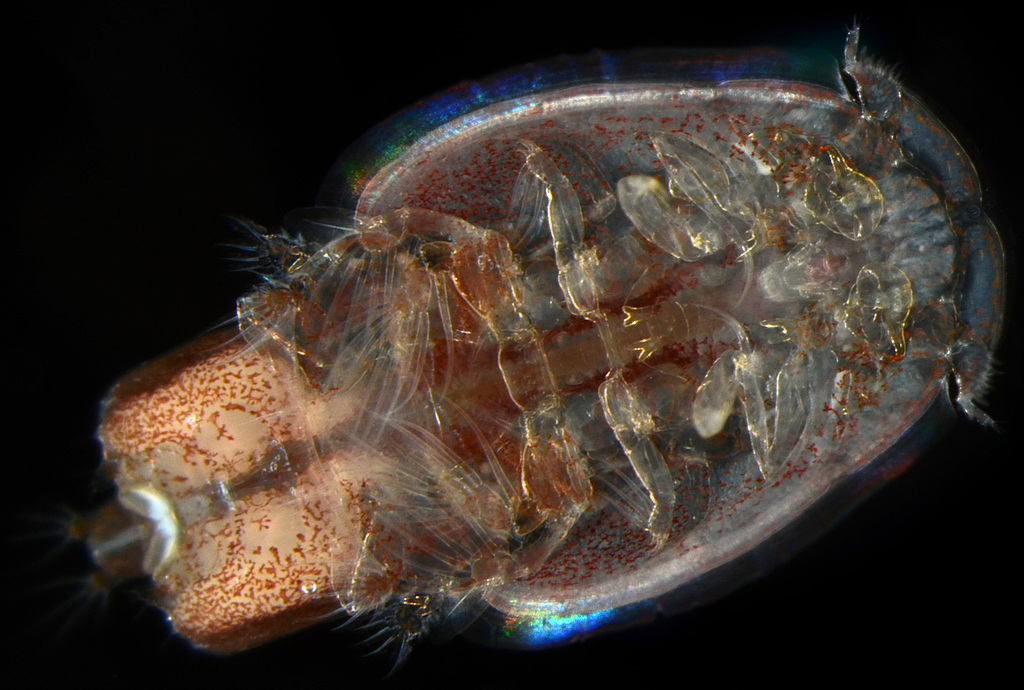 Siphon-mouth Copepods