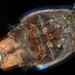 Siphon-mouth Copepods - Photo (c) smithsonian_marinegeo, some rights reserved (CC BY-NC-SA), uploaded by smithsonian_marinegeo