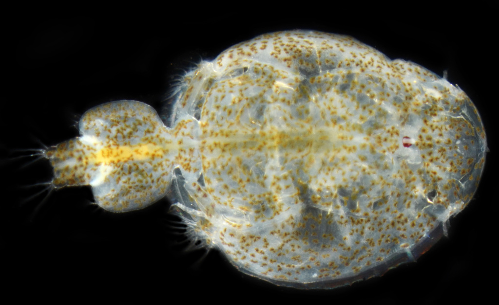 Lepeophtheirus parviventris