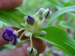 Tradescantia ernestiana