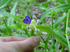 Tradescantia ernestiana
