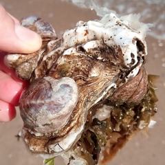 Crassostrea virginica