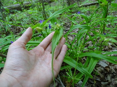 Tradescantia ernestiana