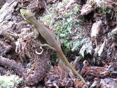 Anolis heterodermus