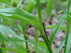 Tradescantia ernestiana