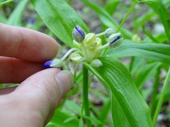 Tradescantia ernestiana