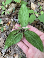 Trillium lancifolium