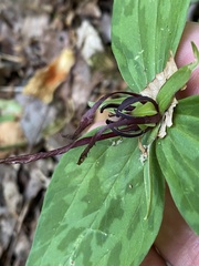 Trillium lancifolium
