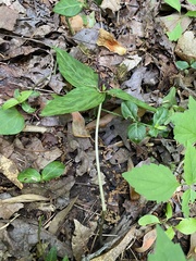 Trillium lancifolium