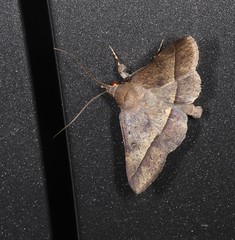 Hypospila dochmotoma