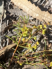 Acacia baueri