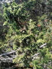 Juniperus monticola