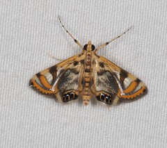 Margarosticha repetitalis