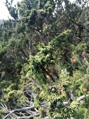 Juniperus monticola
