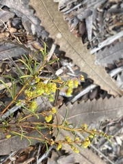 Acacia baueri