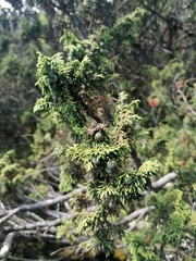 Juniperus monticola