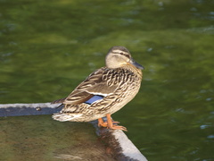 Anas platyrhynchos