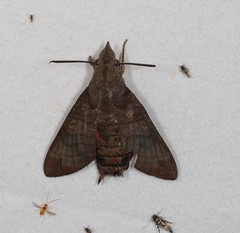 Macroglossum micacea