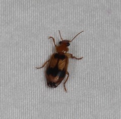 Microlestodes