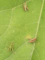 Orphulella concinnula