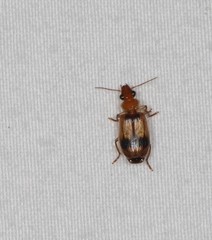 Microlestodes