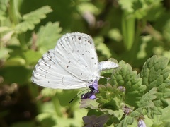 Celastrina neglectamajor