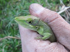 Anolis heterodermus