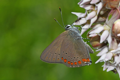 Satyrium titus winteri