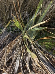 Phormium cookianum