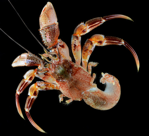 Alaskan Hermit Crab (Pagurus ochotensis) · iNaturalist