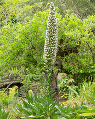Echium simplex