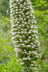 Echium simplex