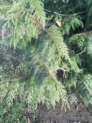 Thuja plicata