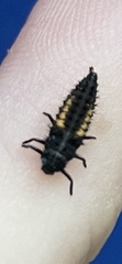Harmonia axyridis