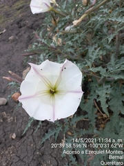 Datura ceratocaula