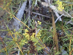 Acacia baueri