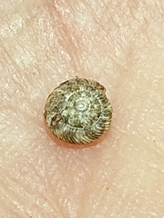 Charopa coma